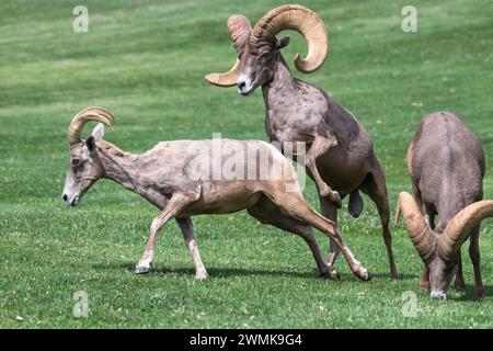 Großer Wüstenbock (Ovis canadensis nelsoni) jagt ein Mutterschaf, während ein anderer Widder ruhig in der Nähe im Hemenway Park, Boulder City, Nevada weidet. Stockfoto