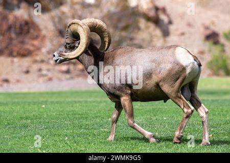 Großes Wüstenbighorn (Ovis canadensis nelsoni) rammen im Hemenway Park, Boulder City, Nevada Stockfoto