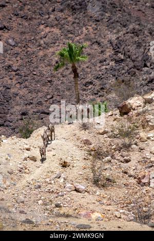 Gruppe von Wüstenbighorn-Schafen (Ovis canadensis nelsoni) in den felsigen Hügeln oberhalb des Hemenway Park, Boulder City, Nevada Stockfoto