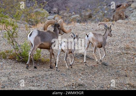 Großer Wüstenbock (Ovis canadensis nelsoni) folgt einem Lamm und einem jungen Widder in den felsigen Hügeln oberhalb des Hemenway Park, Boulder City, Nevada Stockfoto