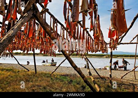 Die Küstenbewohner Nymylan, die Lachse von ihren Booten in einem Fischerlager einschleppen, sind Dorfbewohner und hängen den Fang zum Trocknen für den Winter auf Regalen auf Stockfoto