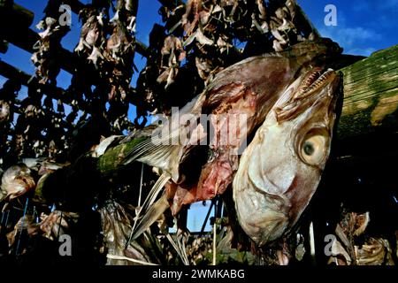 Isländische Fischer trocknen Fischköpfe im Freien. Sie bergen Abfälle aus Fischfabriken. Der isländische "Hardfiskur" oder getrocknete Fisch ist ... Jahre alt Stockfoto