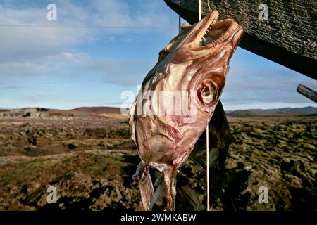 Isländische Fischer trocknen Kabeljauköpfe unter freiem Himmel. Sie bergen Abfälle aus Fischfabriken. Der isländische "Hardfiskur" oder getrocknete Fisch hat... Stockfoto