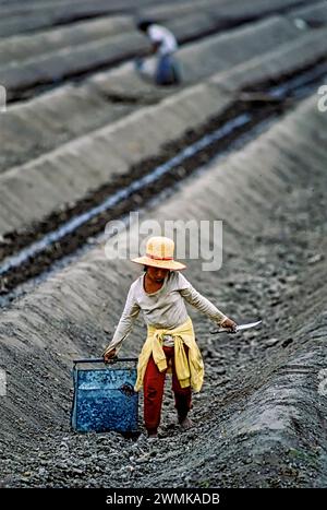 Das junge Mädchen trägt eine schwere Last, als sie in einem landwirtschaftlichen Gebiet südlich von Lima Spargelsprossen schneidet und pflanzt und mit Sand begräbt. Die Pflanzen... Stockfoto