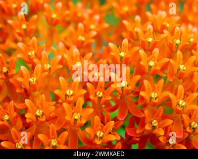 Butterfly Weed (Asclepias tuberosa) ist eine Feier der satten orangen Farbe und Muster Stockfoto