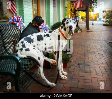 Dalmatinischer Hund sitzt auf einer Straßenbank; Vereinigte Staaten von Amerika Stockfoto