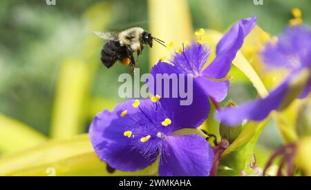 Hummel (Bombus impatiens) mit Pollen an den Beinen schwebt über einer Spinnenblume (Tradescantia sp.) Stockfoto