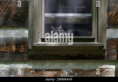 Die Katze sitzt zu Hause im Fenster, blickt durch einen Bildschirm und holt frische Luft Stockfoto