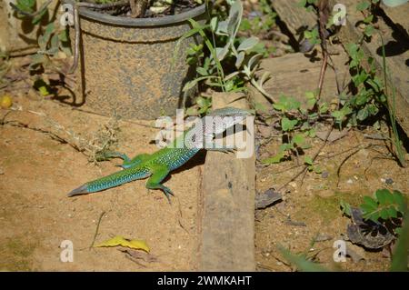 Riesige bunte Ameiva-Eidechse (Ameiva ameiva) auf dem Boden in São gabriel da Stroh - es, Brasilien.jacarepinima Stockfoto