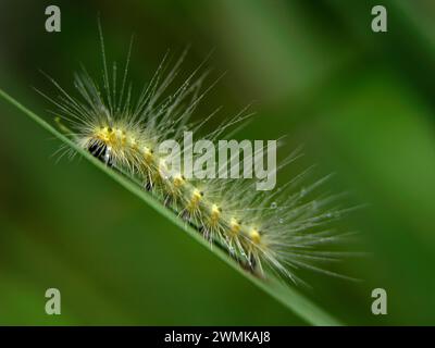 Herbstwebworm caterpillar (Hyphantria cunea) mit Tropfen von gefallenem Regen; North Carolina, Vereinigte Staaten von Amerika Stockfoto