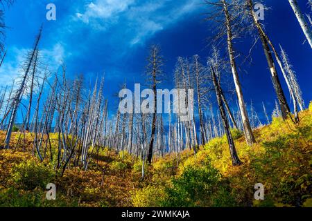 Der Waterton Lakes National Park, Waterton, Alberta, Kanada, liegt am Hang eines verbrannten Waldes mit farbenfrohen, wolkenverwölkten Unterholz und tiefblauem Himmel Stockfoto