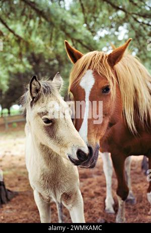 Chincoteague Pony mit Fohlen; Chincoteague, Virginia, Vereinigte Staaten von Amerika Stockfoto