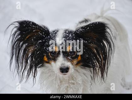 Porträt eines Papillon-Hundes im Schnee Stockfoto