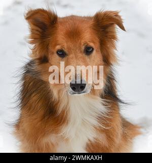 Porträt eines Mischrassen-Hütehundes im Schnee Stockfoto