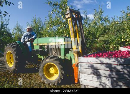 Traktor zum Laden frisch gepflückter Apfelkisten in den Lerew Orchards in Adams County. Pennsylvania ist der fünftgrößte Apfelproduzent in den USA Stockfoto