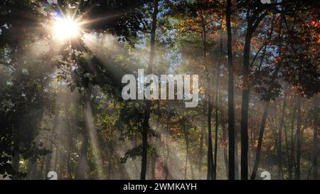 Morgensonnenlicht zieht durch Herbstbäume; Weaverville, North Carolina, Vereinigte Staaten von Amerika Stockfoto