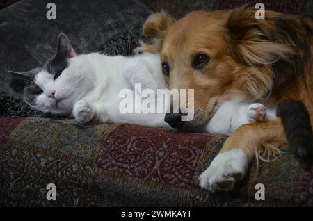 Katze und Hund kuscheln sich Stockfoto