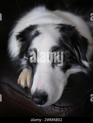 Nahporträt eines blauäugigen Hundes, der auf Möbeln ruht Stockfoto