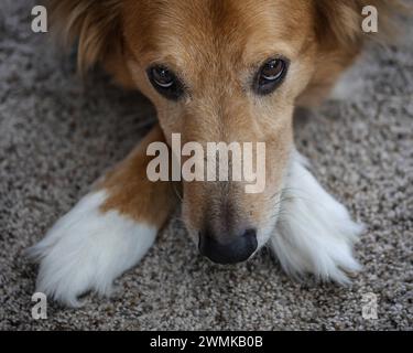 Porträt eines Hundes, der auf einem Teppich liegt, mit gekreuzten Füßen unter dem Kopf, und mit traurigen Augen in die Kamera blickt Stockfoto