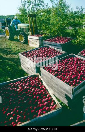 Traktor zum Laden frisch gepflückter Apfelkisten in den Lerew Orchards in Adams County. Pennsylvania ist der fünftgrößte Apfelproduzent in den USA Stockfoto