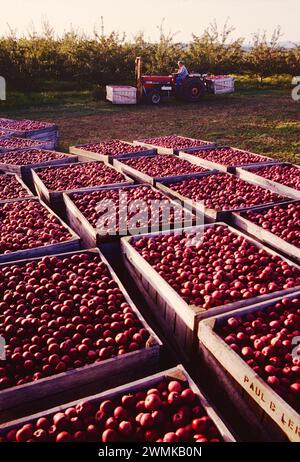 Traktor zum Laden frisch gepflückter Apfelkisten in den Lerew Orchards in Adams County. Pennsylvania ist der fünftgrößte Apfelproduzent in den USA Stockfoto