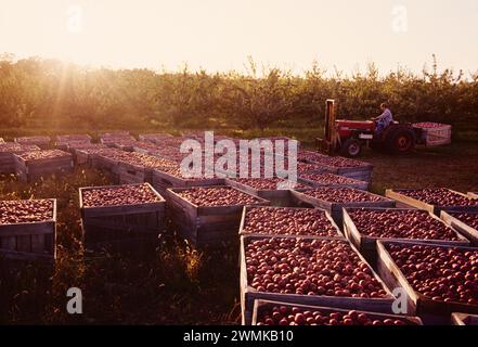 Traktor zum Laden frisch gepflückter Apfelkisten in den Lerew Orchards in Adams County. Pennsylvania ist der fünftgrößte Apfelproduzent in den USA Stockfoto