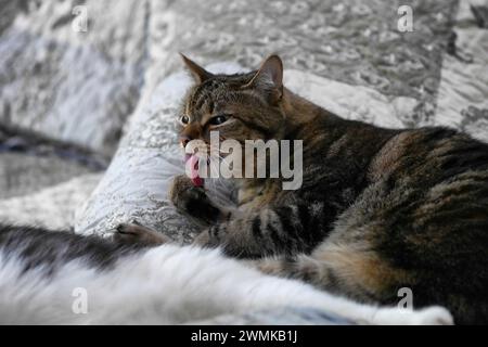 Die Tabby-Katze reinigt ihre Klauen Stockfoto