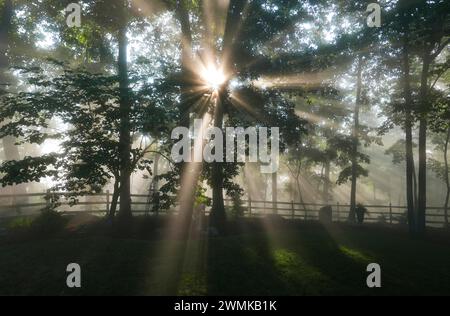 Die Morgensonne strömt an einem nebeligen Morgen durch Bäume; Weaverville, North Carolina, Vereinigte Staaten von Amerika Stockfoto