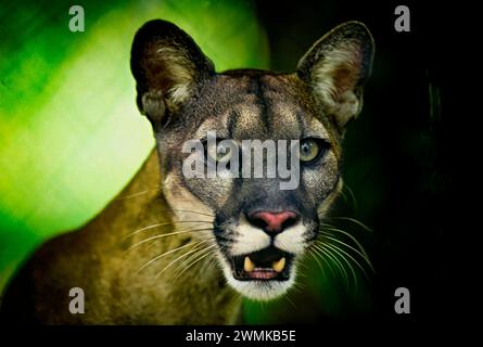 Nahporträt eines Florida Panthers (Felis concolor coryi); Florida, Vereinigte Staaten von Amerika Stockfoto