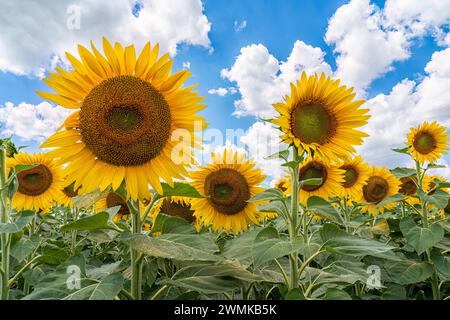 Blühendes Sonnenblumenfeld unter blauem Himmel mit Wolken im Südwesten von Ontario; Strathroy, Ontario, Kanada Stockfoto