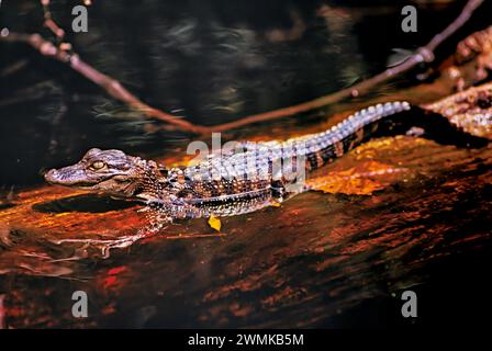 Junge Alligator-Schlüpflinge (Alligator mississippiensis) Sonnen auf einem versunkenen Baumstamm im Okefenokee Swamp. Mütter bewachen aggressiv die Nester, wenn sie... Stockfoto