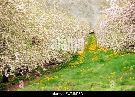 Bauernhof Maschine Sprühen von Pestiziden auf Obstbäume in Pennsylvania Obstgarten. Stockfoto