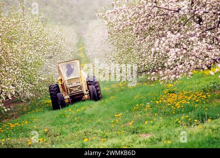 Bauernhof Maschine Sprühen von Pestiziden auf Obstbäume in Pennsylvania Obstgarten. Stockfoto