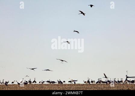 Eine Schar von Sandhill-Kranen (Grus canadensis) steht am Horizont mit Kränen, die fliegen. Jedes Jahr kommen 400.000 bis 600.000 Sandhubkrane ... an Stockfoto