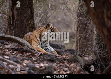 Der bengalische Tiger (Panthera tigris tigris) liegt zwischen Felsen unter der Öffnung der Bäume; Madhya Pradesh, Indien Stockfoto