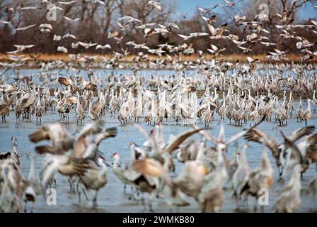 Sandhill-Krane (Grus canadensis) fliegen in die Untiefen des Platte River. Jedes Jahr 400.000 bis 600.000 Sandhubkrane – 80 Prozent der... Stockfoto