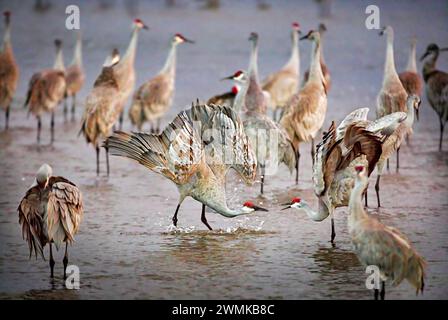 Sandhill-Kraniche (Grus canadensis) schlagen in den Untiefen des Platte River ein, während zwei Kraniche ihren ausgeklügelten Paarungstanz machen. Diese Striki... Stockfoto