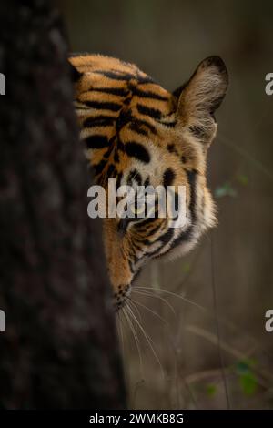 Der bengalische Tiger (Panthera tigris tigris) blickt um einen Baumstamm in einem Wald herum. Er hat orangefarbene, schwarze und weiße Streifen auf dem Kopf Stockfoto