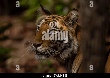 Nahaufnahme eines bengalischen Tigers (Panthera tigris tigris), der hinter einem Baum steht. Es hat orange, schwarz und weiß Streifen auf dem Kopf; Madhya Pradesh, Indien Stockfoto