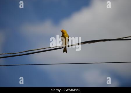 erdkanarienvogel oder echter kanarienvogel, der im Atlantischen Wald beheimatet ist, liegt auf einer Stromleitung im Inneren Brasiliens ​ Stockfoto