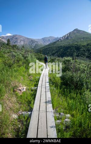 Blick von hinten auf eine reife Wanderer auf dem Savage Alpine Trail im Denali National Park an einem klaren Tag Stockfoto