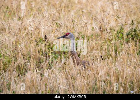 Sandhill Crane (Antigone canadensis), der in einem hohen Grasfeld im Creamer's Field Migratory Waterfowl Refuge in Fairbanks steht Stockfoto