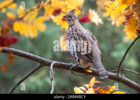 Nahaufnahme eines Ohhühns (Bonasa umbellus), der auf einem Baumzweig am Wander Lake in Fairbanks steht Stockfoto