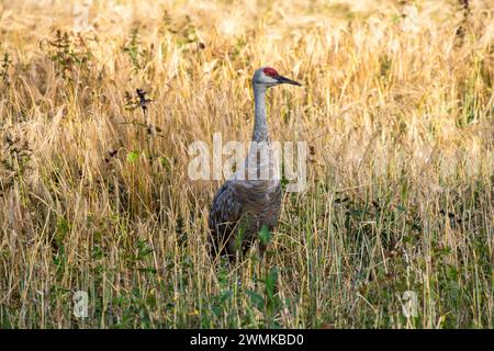 Sandhill Crane (Antigone canadensis), der in einem hohen Grasfeld im Creamer's Field Migratory Waterfowl Refuge in Fairbanks steht Stockfoto