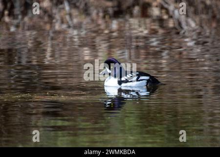 Männlich, Barrow's Goldeneye (Bucephala islandica) schwimmt in einem Teich entlang des Cassiar Highway in British Columbia; British Columbia, Kanada Stockfoto