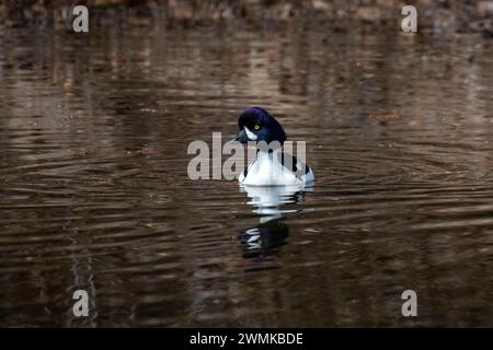 Männlich, Barrow's Goldeneye (Bucephala islandica) schwimmt in einem Teich entlang des Cassiar Highway in British Columbia; British Columbia, Kanada Stockfoto