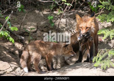 Weibliche rote xox (Vulpes vulpes), die einen toten robin (Tudus mifratorius) vor ihrer Höhle in der Nähe von Fairbanks in sein Kit bringt Stockfoto