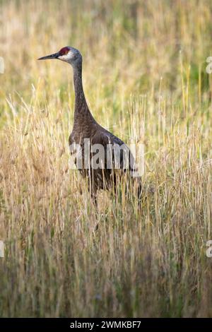 Sandhill Crane (Antigone canadensis), der in einem hohen Grasfeld im Creamer's Field Migratory Waterfowl Refuge in Fairbanks steht Stockfoto