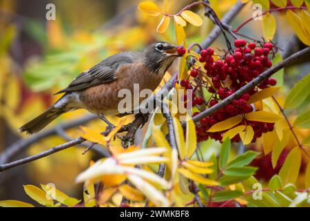 Nahaufnahme eines Amerikanischen Robins (Turdus migratorius), der im Herbst auf einem Zweig eine Beere mit dem Schnabel von einer Esche pflückt Stockfoto