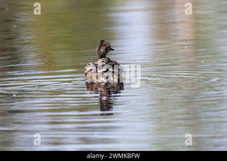Blick von hinten auf einen Horned Grebe (Podiceps auritus) mit drei Küken, die auf dem Rücken reiten und in einem Teich an der University of Alaska Fai schwimmen... Stockfoto